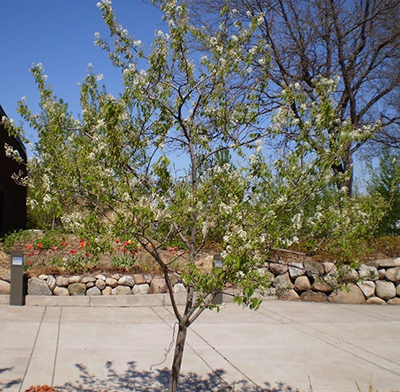 Autumn Brilliance Serviceberry