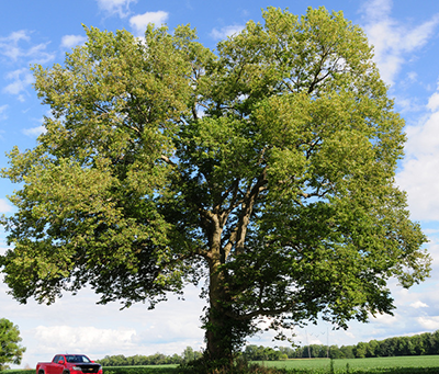 Hackberry tree