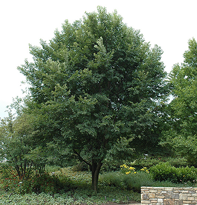 New Horizon Elm tree