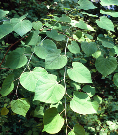 Redbud leaves