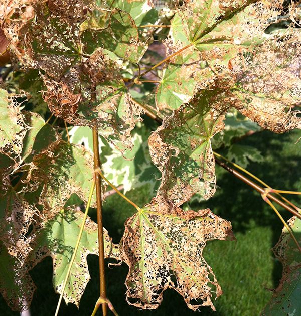 Japanese beetle damage, leaves turning brown and with holes in them